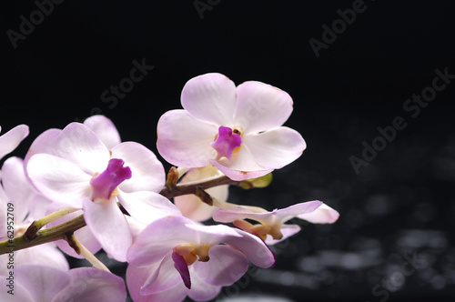 Branch orchid with zen stones on black background