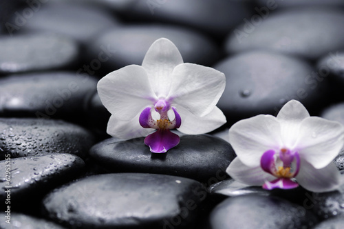 Two white orchid with therapy stones