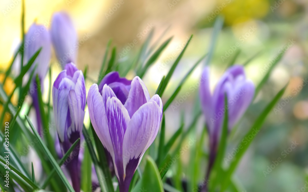 joli crocus joli crocus