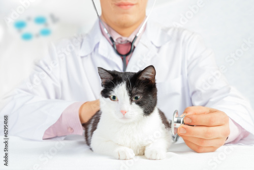 Vet listens a cat in the hospital