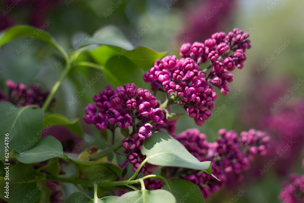 Blossoming lilac on a green background Blossoming lilac on a green background