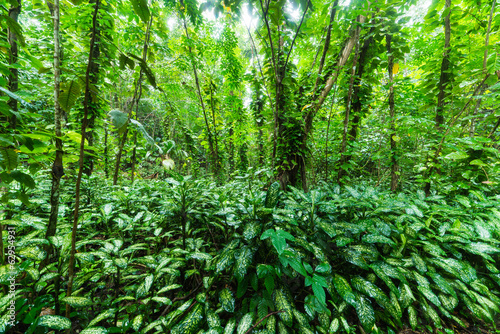 tropical forest © kubais