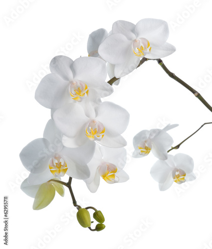 Fototapeta Naklejka Na Ścianę i Meble -  White orchid isolated on white.