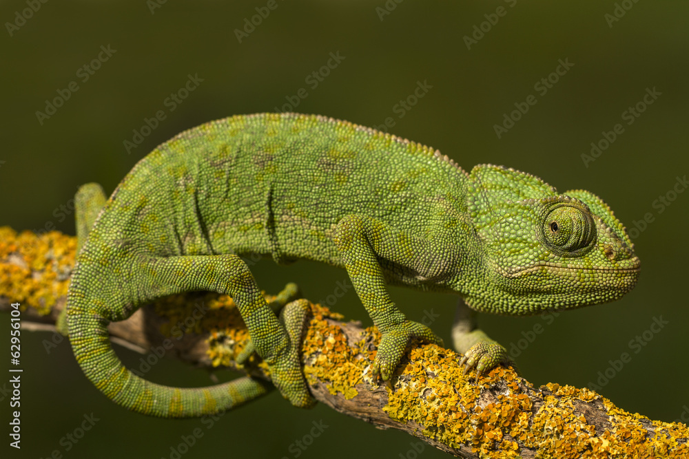 Obraz premium Close up view of a cute green chameleon on the wild.