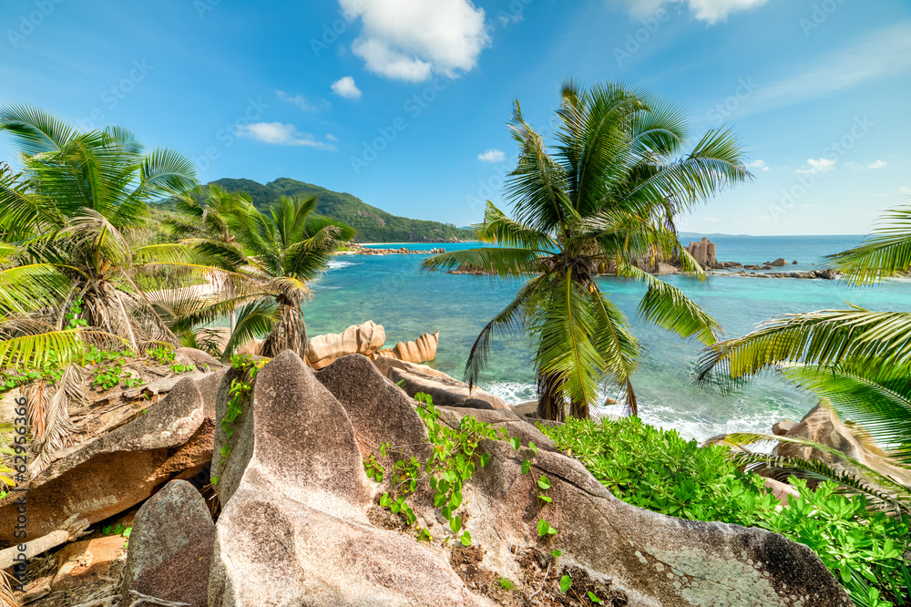 tropical beach with palm