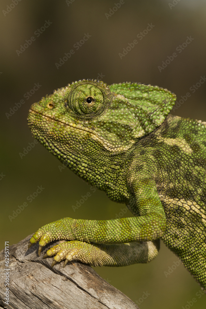 Close up view of a cute green chameleon on the wild. Close up view of a cute green chameleon on the wild.
