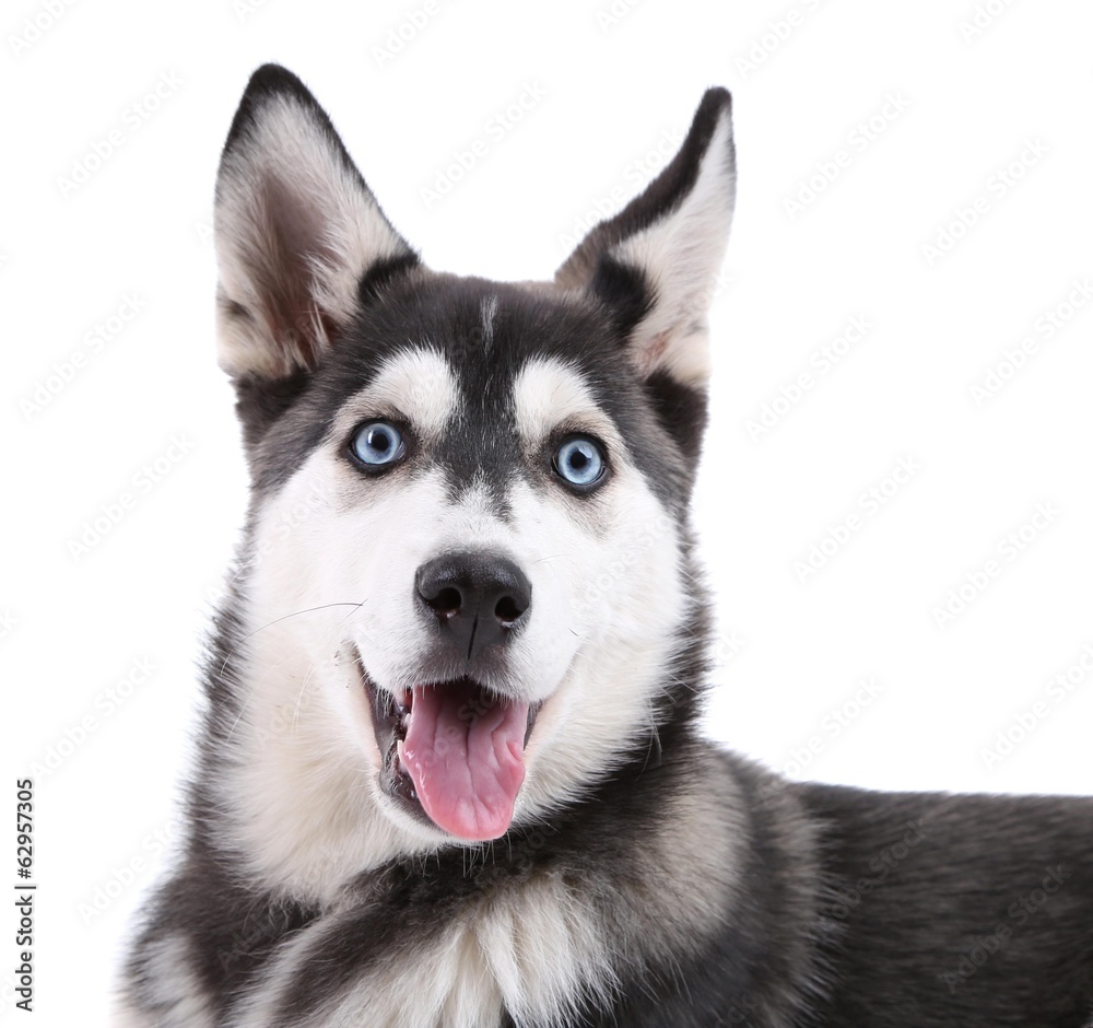 Beautiful cute husky puppy, isolated on white Beautiful cute husky puppy, isolated on white