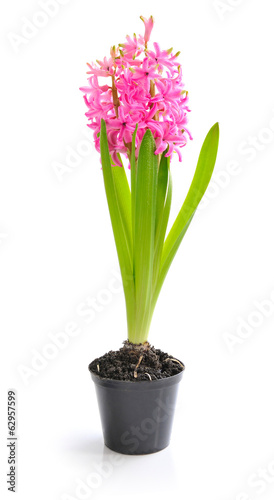 Beautiful pink hyacinth on a white background