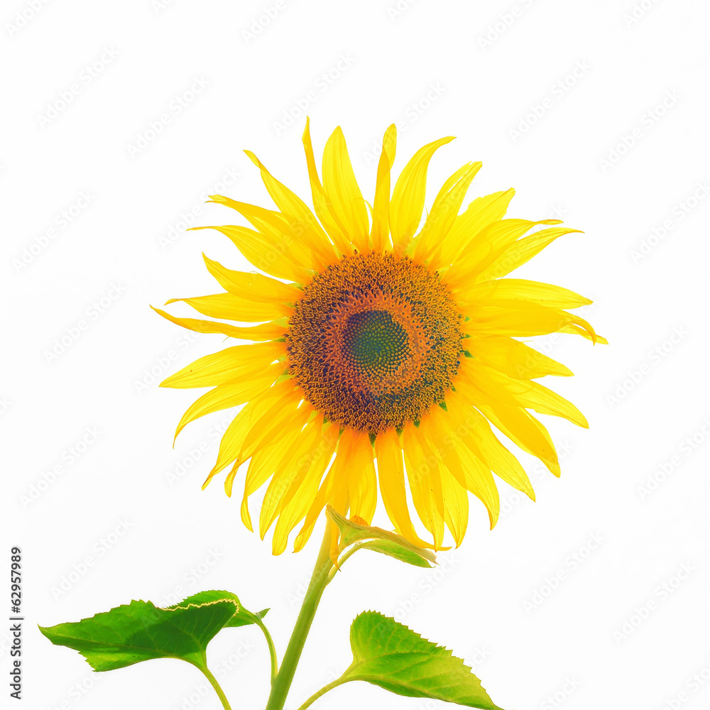 Obraz premium Sunflower isolated on white background
