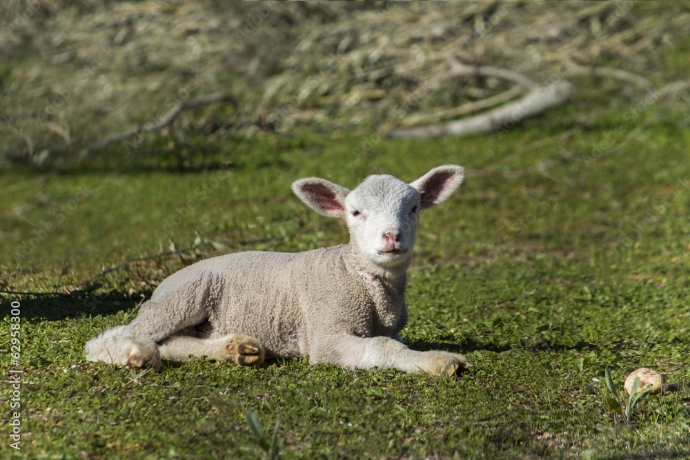 Close up view of a young white sheep relaxing on the field. Close up view of a young white sheep relaxing on the field.
