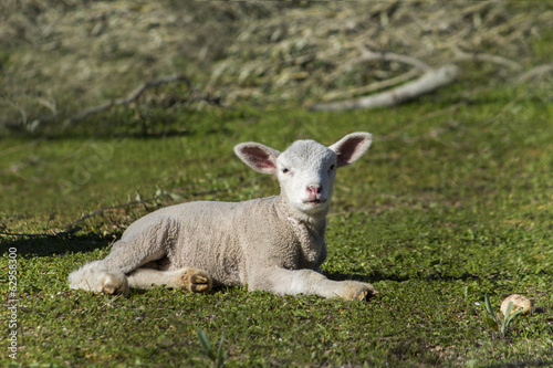 Close up view of a young white sheep relaxing on the field. © Mauro Rodrigues