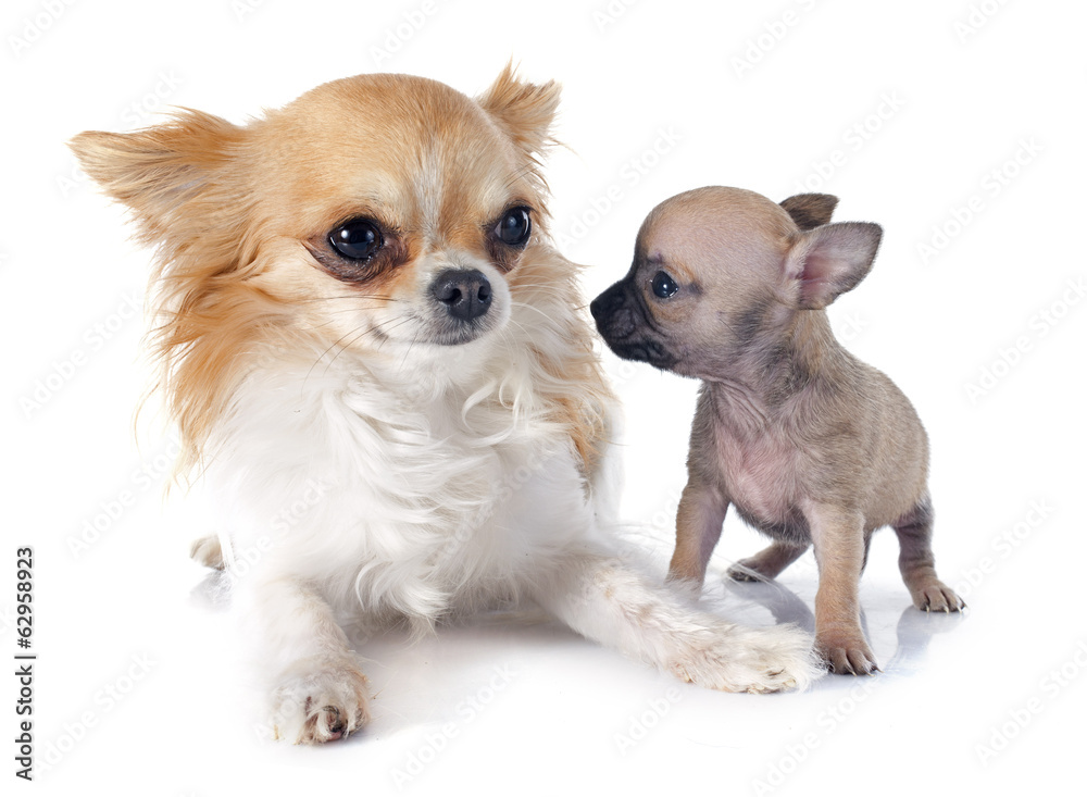 puppy and adult chihuahua