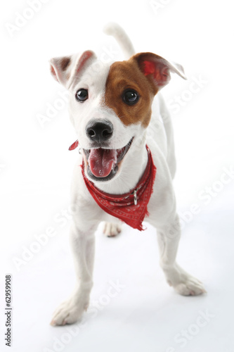 Jack Russell Terrier radosny pies