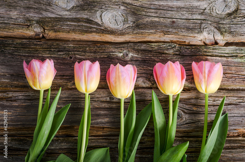 Fototapeta Naklejka Na Ścianę i Meble -  Tulpen, Holz, Holztisch