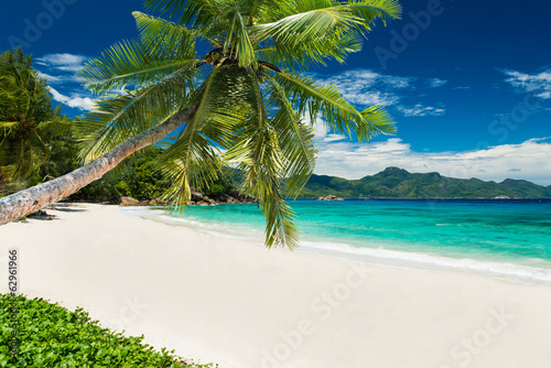 Fototapeta Naklejka Na Ścianę i Meble -  tropical beach with palm