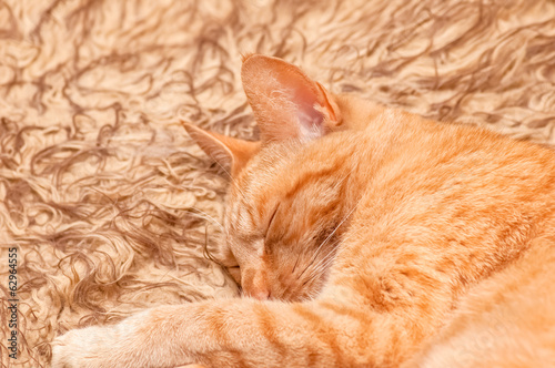 cute red tabby cat sleeping of a furry bed