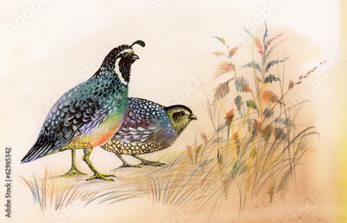 Wallpaper Mural Watercolor Common Quails Torontodigital.ca