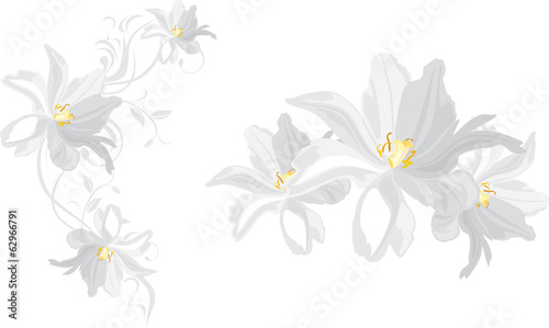 Fototapeta Naklejka Na Ścianę i Meble -  White flowers isolated on the white