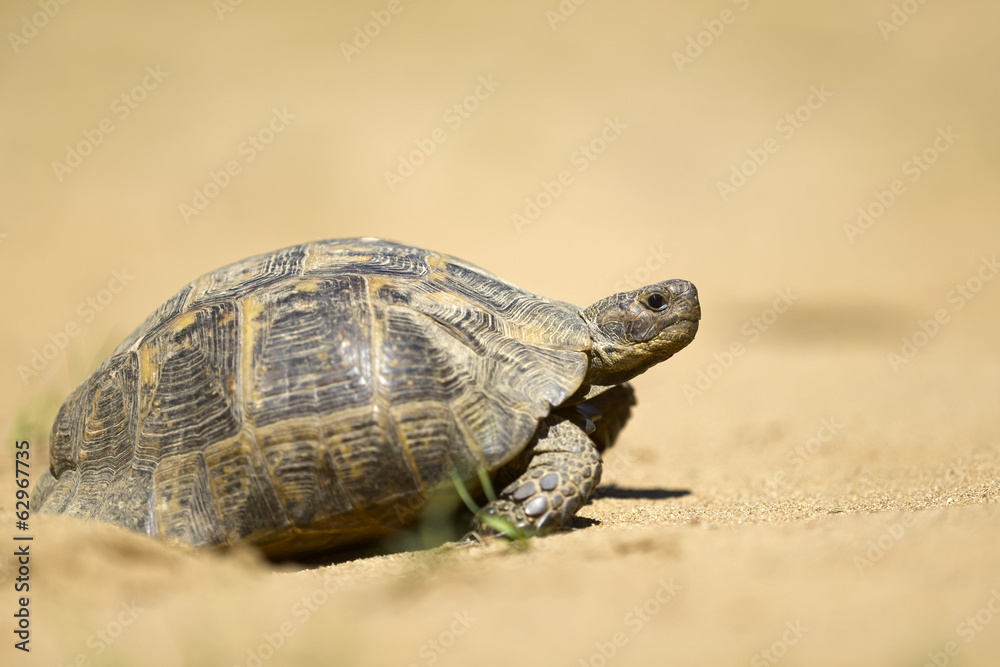 Obraz premium Griechische Landschildkröte