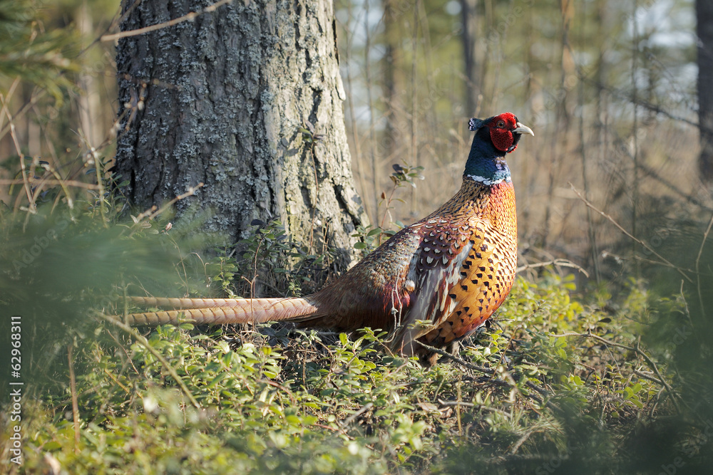 Fototapeta premium Pheasant