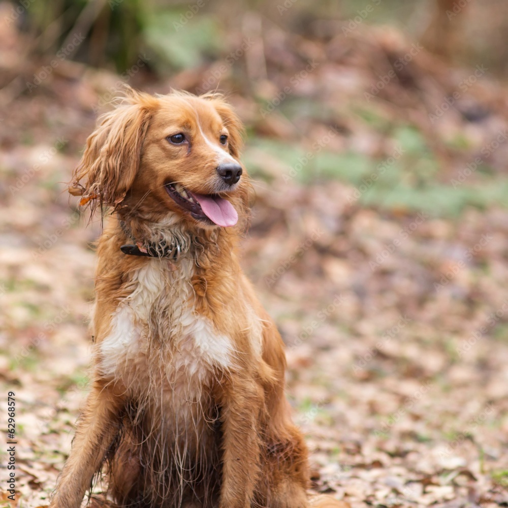 Obraz premium Jagdhund-Mischling beim Spielen im Wald