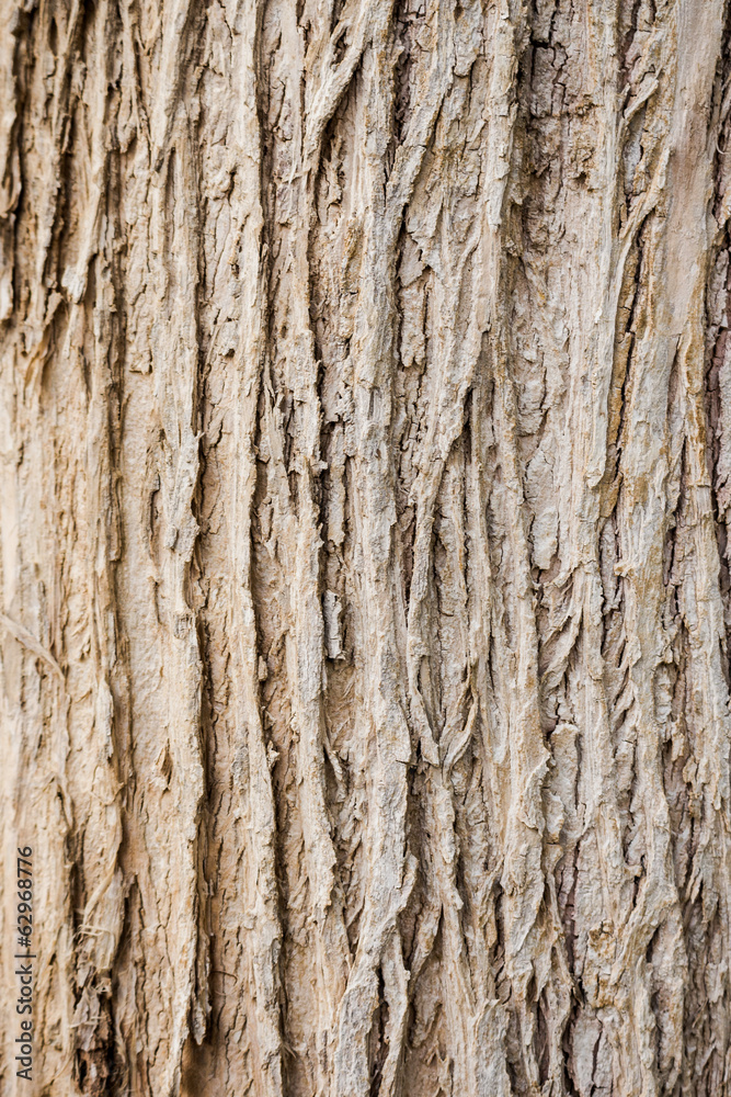 tree bark wood texture and background close up tree bark wood texture and background close up