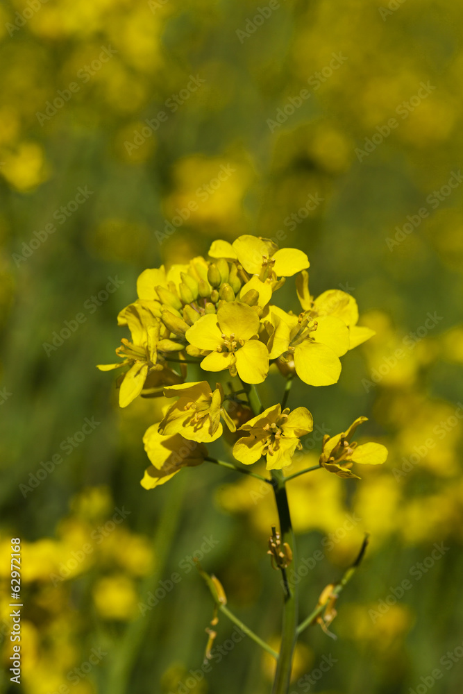 Fototapeta premium colza flower - the yellow flower of a colza photographed by a close up