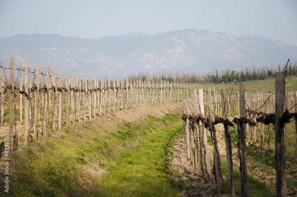 Vineyard Vineyard