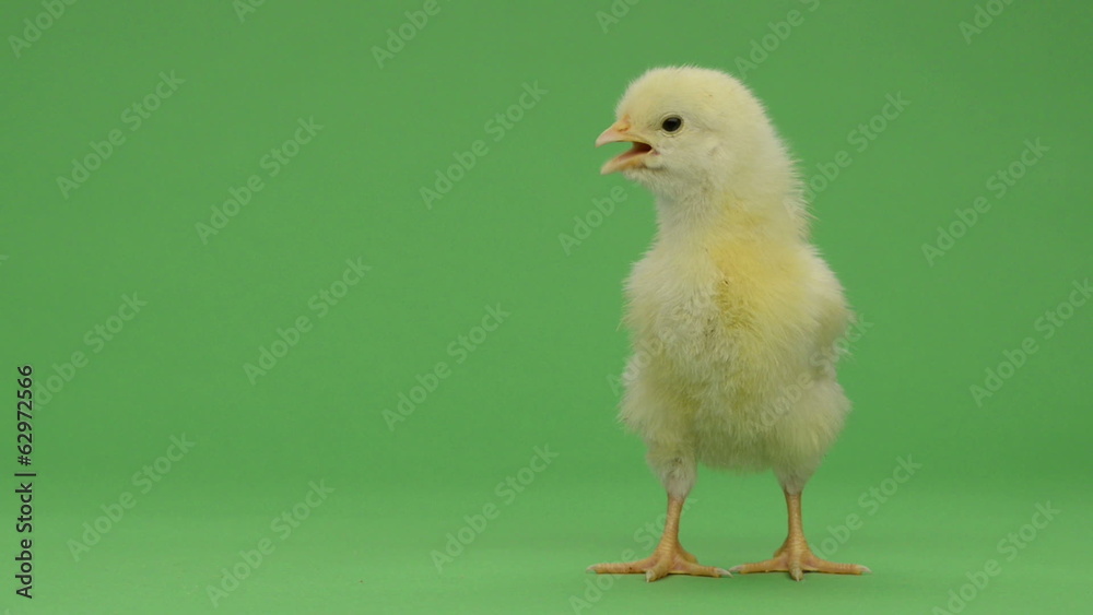 Chick standing and chirping in front of a green key Chick standing and chirping in front of a green key