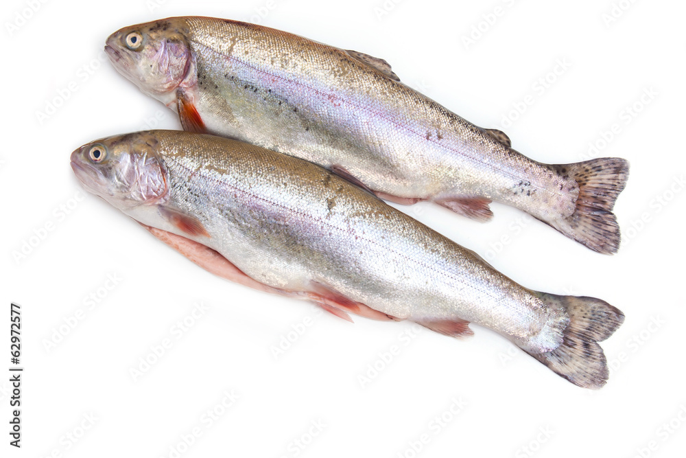 Rainbow trout isolated on a white studio background. Rainbow trout isolated on a white studio background.