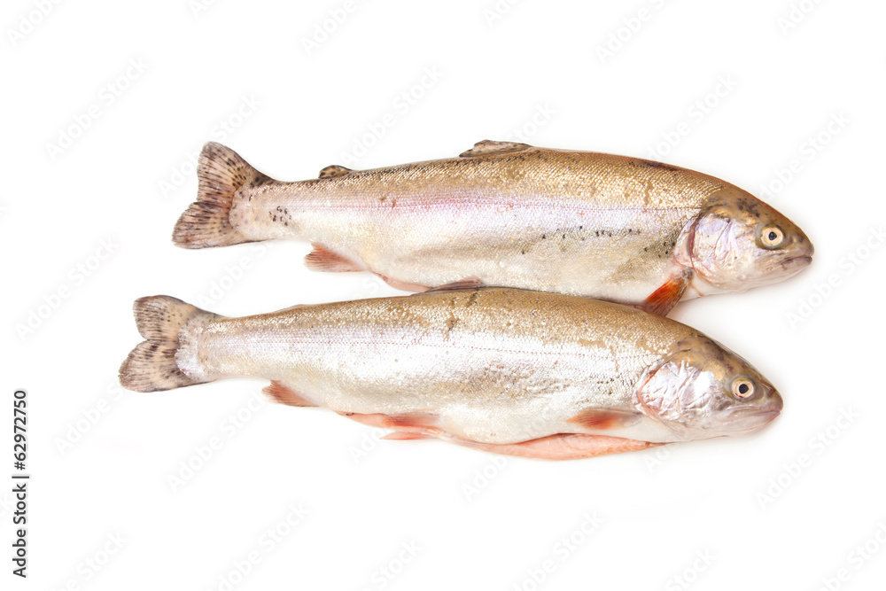 Rainbow trout isolated on a white studio background. Rainbow trout isolated on a white studio background.