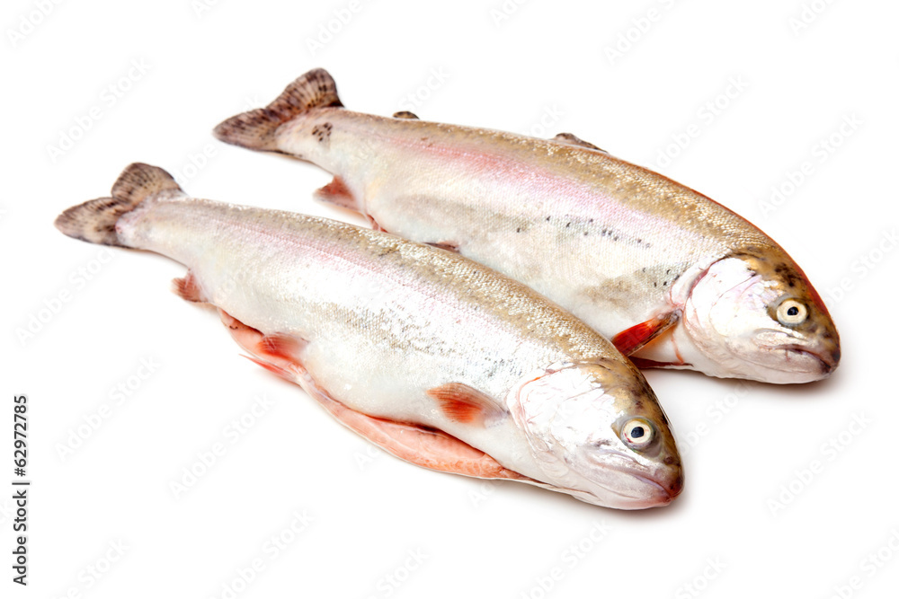 Rainbow trout isolated on a white studio background. Rainbow trout isolated on a white studio background.