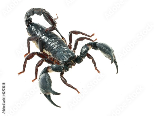 Large black scorpion Heterometrus laoticus isolated photo