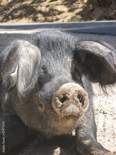 cochon sauvage de corse photo