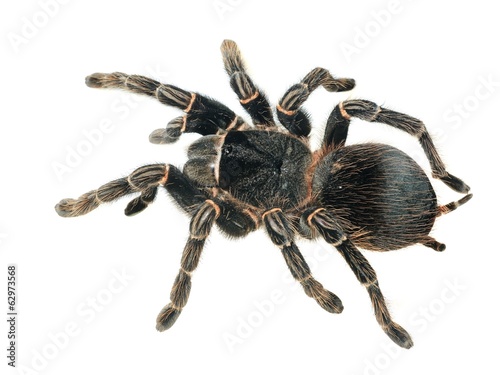 giant tarantula Lasiodora parahybana isolated