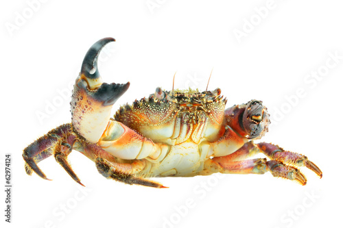colorful stone or warty crab Eriphia verrucosa isolated