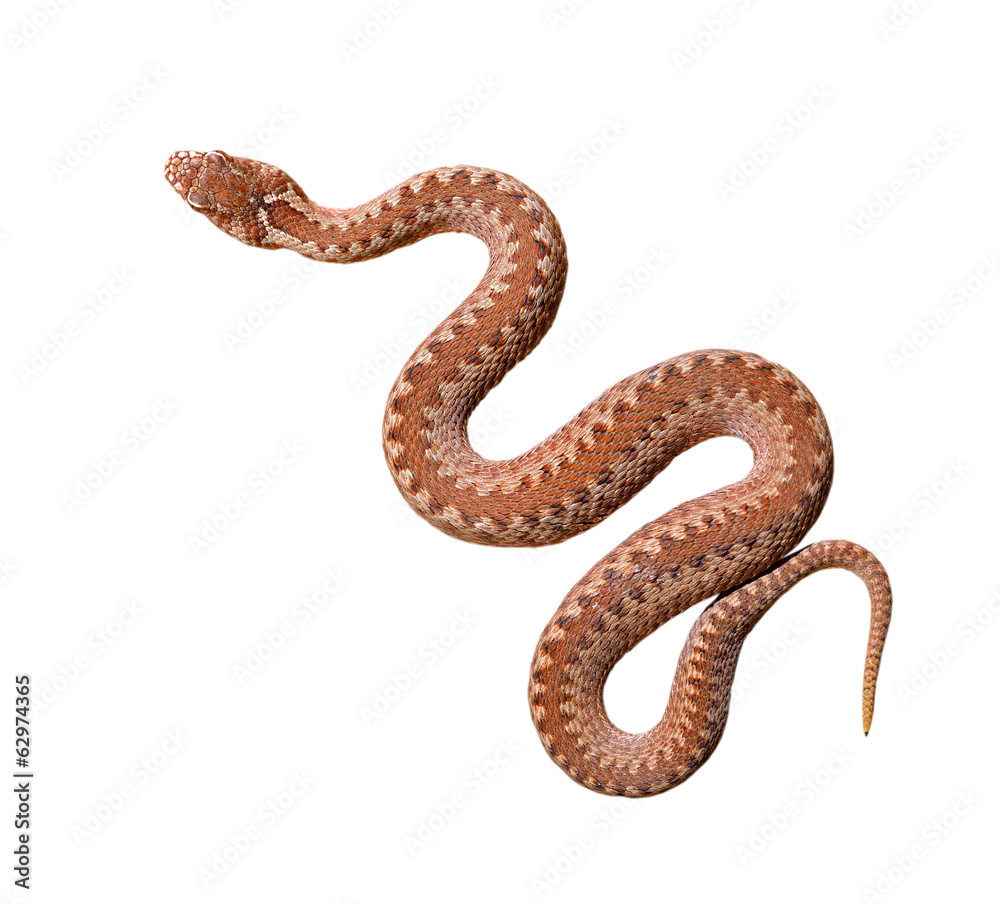 Obraz premium Wąż żmija zwyczajna na białym tle