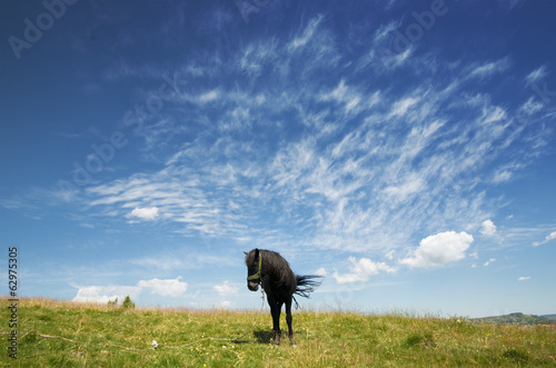 Black Horse Agaist Sky, Serbia photo