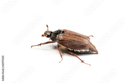 Fotótapéta May bug macro isolated on white.