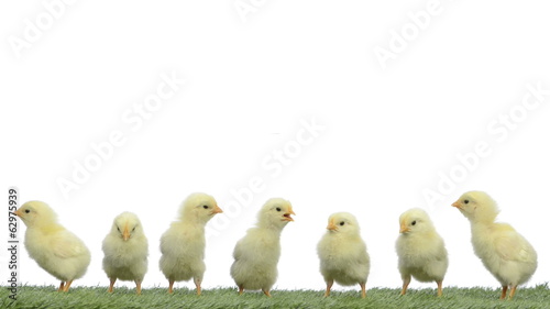 chicks standing on grass and chirping, falling asleep