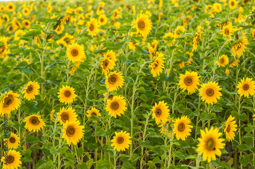 sun flowers field in Ukraine sunflowers