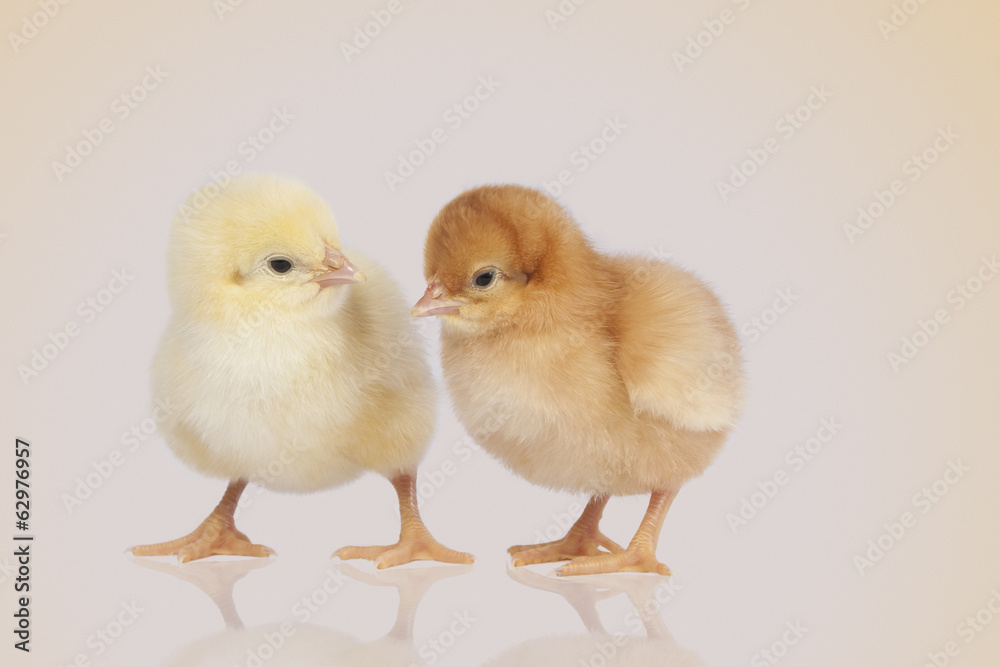 chicks during the conversation chicks during the conversation