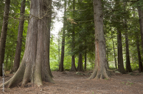 The remains of the Thuja forest in Sweden after the big storm