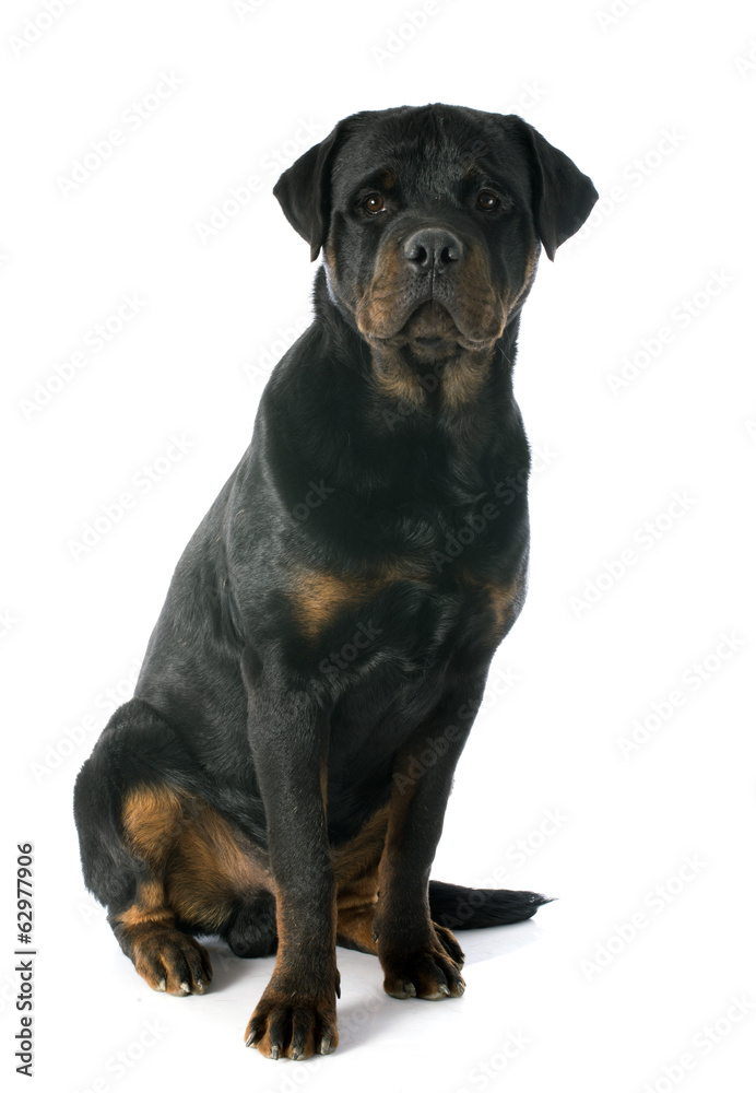 young rottweiler