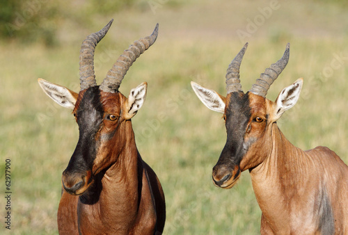 Fototapeta Naklejka Na Ścianę i Meble -  Topi antelopes looking towards camera