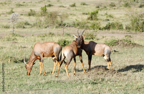 Topi antelopes grazing in savannah