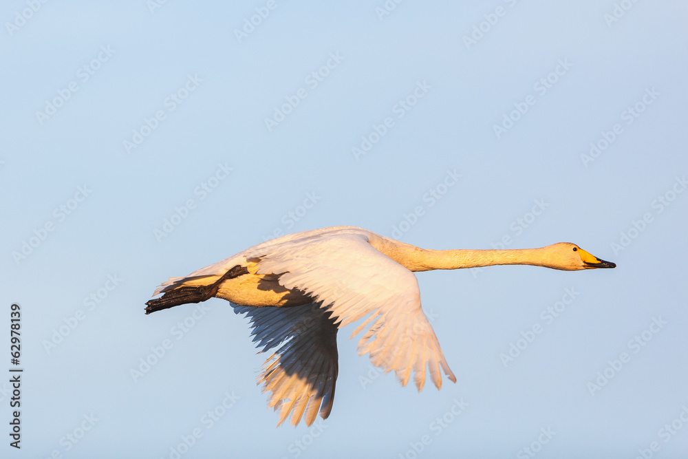 Obraz premium Whooper Swan