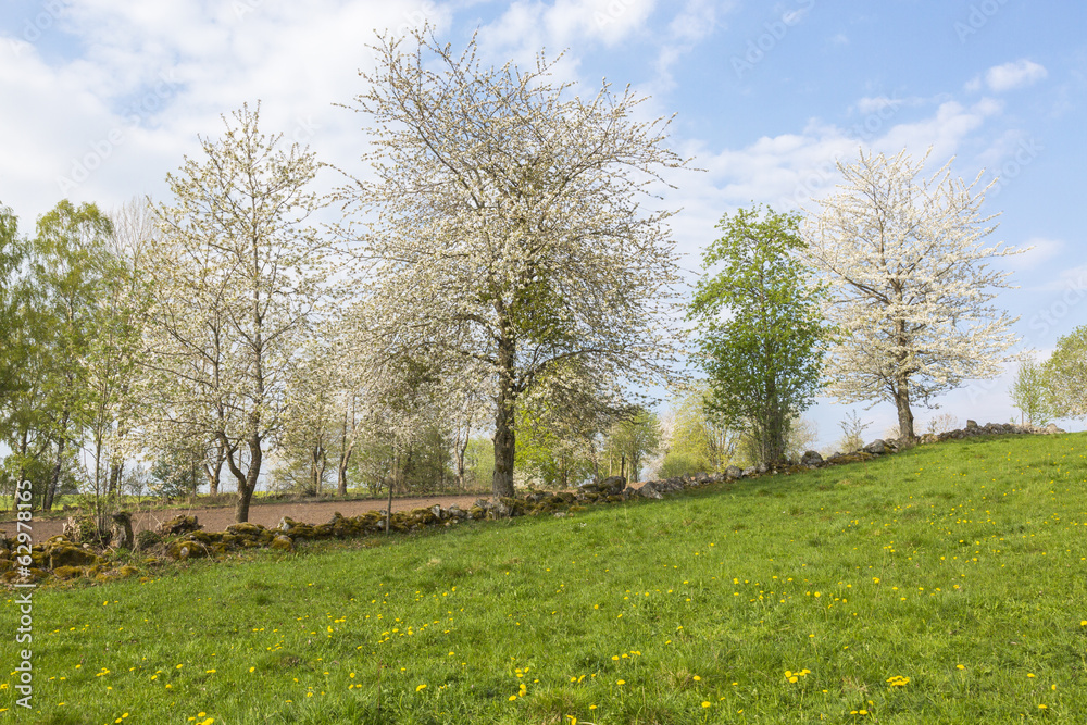 Flowering cherry tree