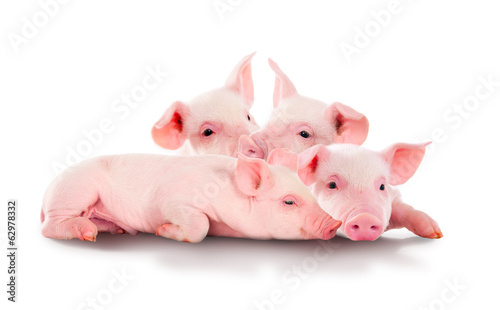 Pile of fun, pink pigs. Isolated on white background.
