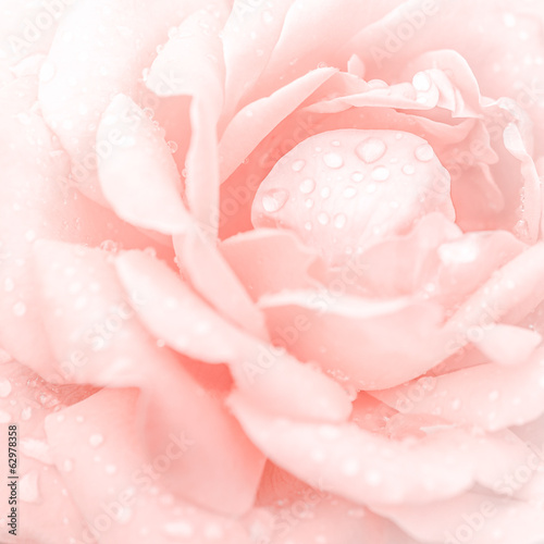 Abstract macro shot of beautiful pink rose flower with water dro © PerfectLazybones